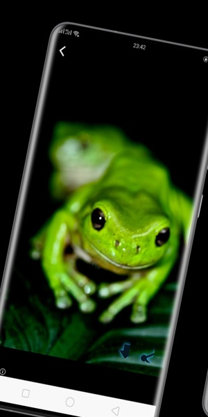 frog wallpaper - Preview 3