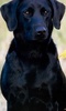 Labrador Retrievers Wallpapers screenshot 5