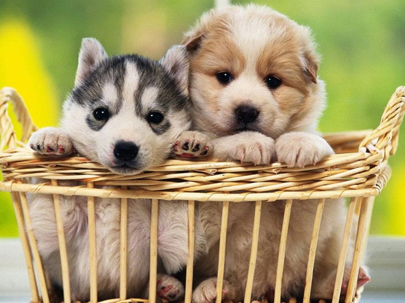 Free Puppy Dog Wallpaper - Preview 9
