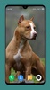 Pitbull Dog Wallpaper 4K screenshot 13