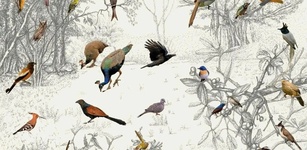 Imagen destacada de Guía de Aves Europeas PRO