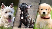 Lovely Puppy Puzzle Kit & Wallpapers screenshot 3