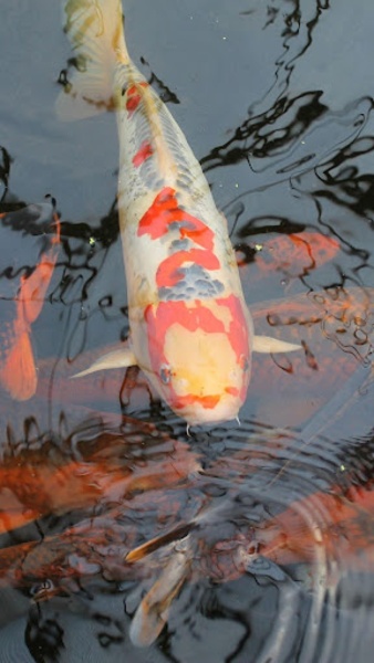 Realistic Koi - Preview 7