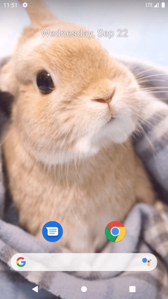 Rabbit Wallpaper - Preview 4
