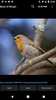 Birds Of Britain screenshot 12