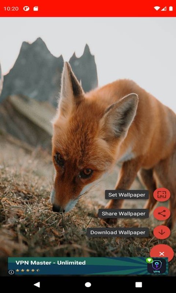 The most beautiful fox pictures around the world of 4K - Preview 2
