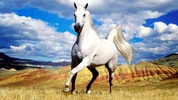 Horse Live Wallpaper screenshot 7