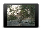 Leopard Video Live Wallpaper screenshot 3