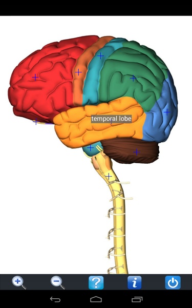 Visual Anatomy Free - Preview 8