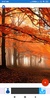 Forest Wallpapers: HD images, Free Pics download screenshot 6