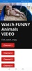 Funny Animals Video screenshot 1