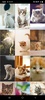 Cute Kittens Wallpapers screenshot 1
