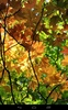 Autumn Wallpaper screenshot 11