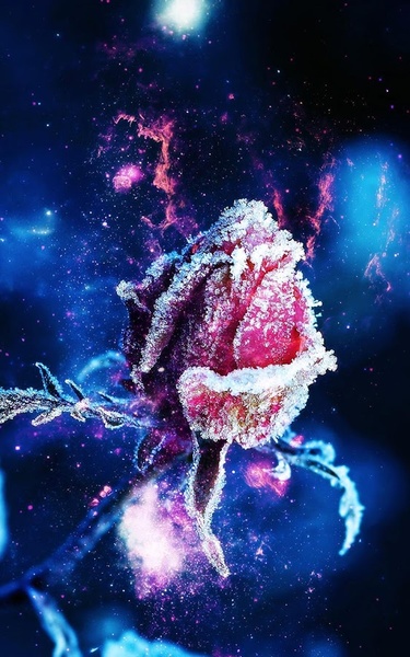 Pink Rose Live Wallpaper - Preview 4