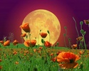 Poppy Jigsaw Puzzles screenshot 1