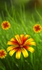 360°FlowerLiveWallpaper screenshot 3