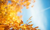 اجمل صور و خلفيات الخريف screenshot 3
