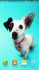 Cute Dogs Live Wallpaper screenshot 4