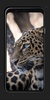 Leopard Wallpapers screenshot 8