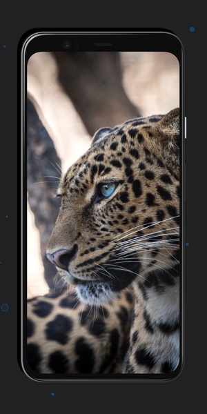 Leopard Wallpapers - Preview 8