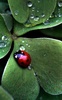 Ladybug Live Wallpaper screenshot 3