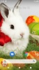 Rabbit Wallpaper screenshot 8