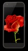 Blooming Rose Video Wallpaper screenshot 3