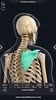 Skeleton Anatomy Pro. screenshot 14