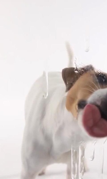 Dog Lick Screen Live Wallpaper - Preview 8