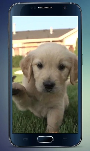 Labrador Puppy Live Wallpaper - Preview 2