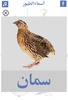 تعليم أسماء الطيور screenshot 2