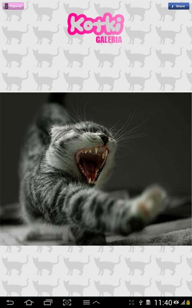 Cats - Preview 1
