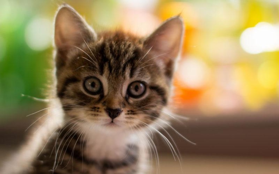 Puzzle-Kittens - Preview 4
