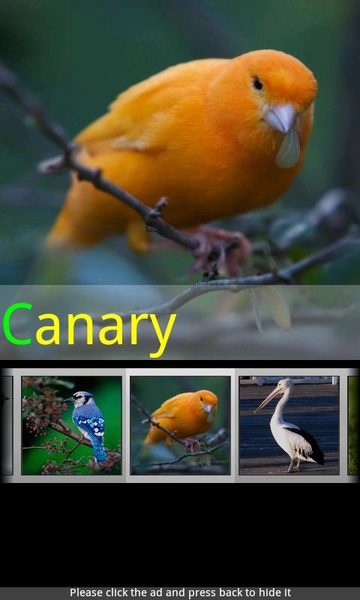 Bird Sounds & Ringtones - Preview 1