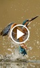 Animal Video Live Wallpaper screenshot 2