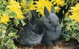 Puzzle - sevimli tavşanlar screenshot 4