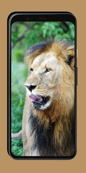 Lion Wallpaper - Preview 8