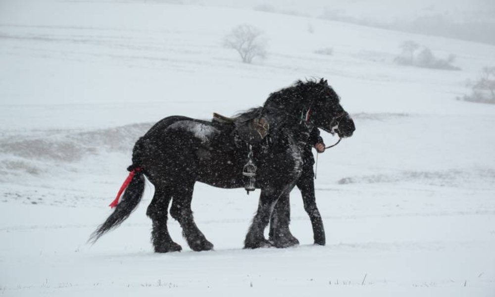 Wallpapers and backgrounds of animals in the winter - Preview 4