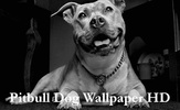 Pitbull Dog Wallpaper HD screenshot 16