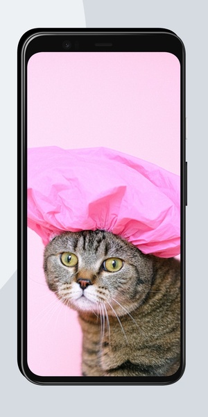 Funny Wallpapers OurcreativeApps - Preview 1