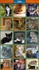 Mosaic Puzzle screenshot 6
