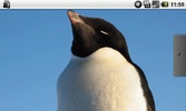 Full of Penguins Free screenshot 1