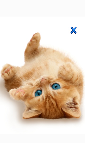 Talking, Dancing Cat. - Preview 5