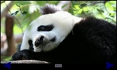 Panda Gallery screenshot 3