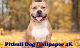 Pitbull Dog Wallpaper 4K screenshot 16