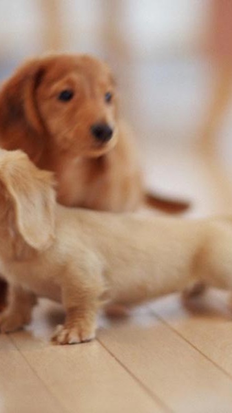 Puppies Wallpapers for Chat - Preview 1