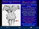 Neuroanatomy - SecondLook screenshot 2