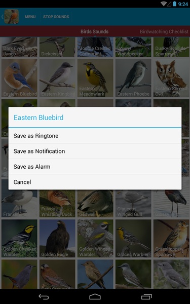 North American Birds Sounds - Preview 2