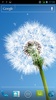 Dandelion screenshot 1