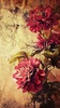 Vintage Roses Live Wallpaper screenshot 6